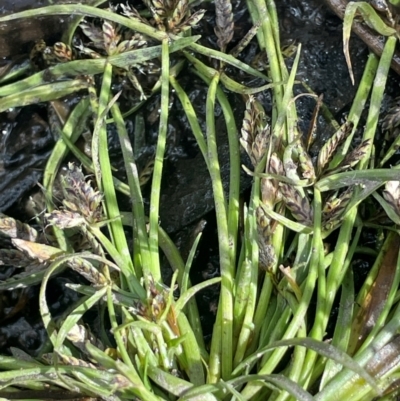 Cyperus sanguinolentus (A Sedge) at Namadgi National Park - 3 Apr 2024 by JaneR