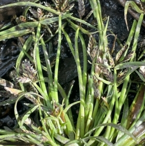Cyperus sanguinolentus (A Sedge) at Tharwa, ACT by JaneR