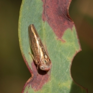 Unidentified Leafhopper or planthopper (Hemiptera, several families) at suppressed by AlisonMilton