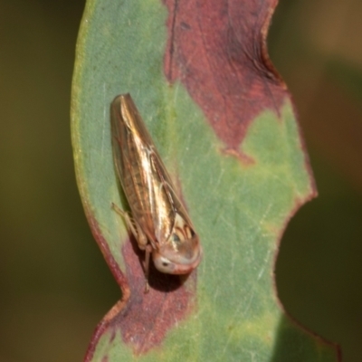Unidentified Leafhopper or planthopper (Hemiptera, several families) at Tullah, TAS - 13 Feb 2024 by AlisonMilton