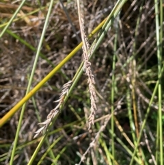Carex tereticaulis (Poongort) at Tharwa, ACT - 3 Apr 2024 by JaneR