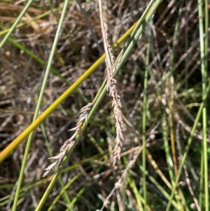 Carex tereticaulis (Poongort) at Namadgi National Park by JaneR