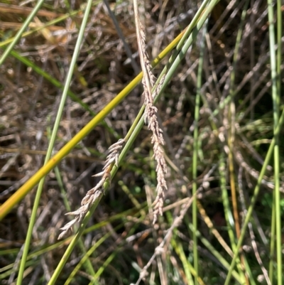 Carex tereticaulis (Poongort) at Namadgi National Park - 3 Apr 2024 by JaneR