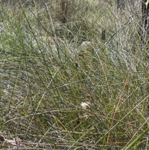 Carex tereticaulis at Namadgi National Park - 3 Apr 2024