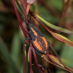 Amorbus obscuricornis (Eucalyptus Tip Wilter) at Tullah, TAS - 14 Feb 2024 by AlisonMilton