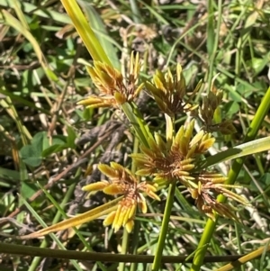 Cyperus eragrostis at Namadgi National Park - 3 Apr 2024