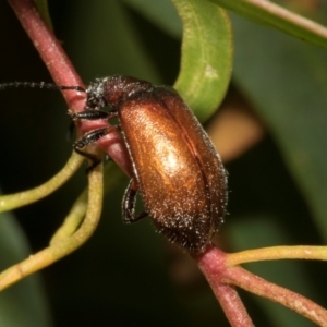 Ecnolagria grandis (Honeybrown beetle) at Tullah, TAS by AlisonMilton