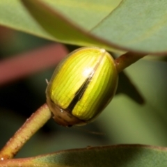 Paropsisterna hectica (A leaf beetle) at Tullah, TAS - 13 Feb 2024 by AlisonMilton