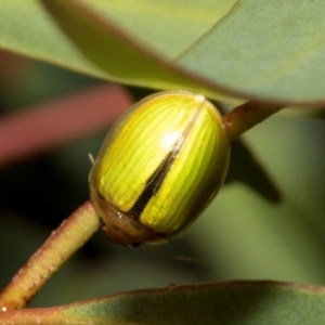 Paropsisterna hectica (A leaf beetle) at Tullah, TAS by AlisonMilton