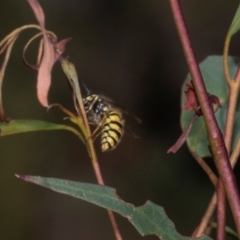 Vespula germanica (German Yellowjacket Wasp (also known as European Wasp)) at Tullah, TAS - 14 Feb 2024 by AlisonMilton