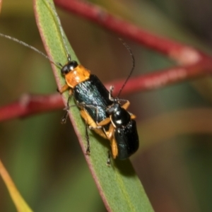 Aporocera (Aporocera) viridipennis (A leaf beetle) at Tullah, TAS by AlisonMilton