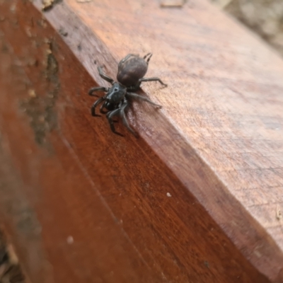 Paraembolides sp. (genus) (A funnel-web spider) at Cotter River, ACT - 3 Apr 2024 by LukeMcElhinney