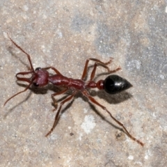 Myrmecia simillima at Queenstown, TAS - 15 Feb 2024 by AlisonMilton