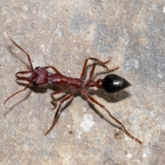 Unidentified Ant (Hymenoptera, Formicidae) at Queenstown, TAS - 15 Feb 2024 by AlisonMilton
