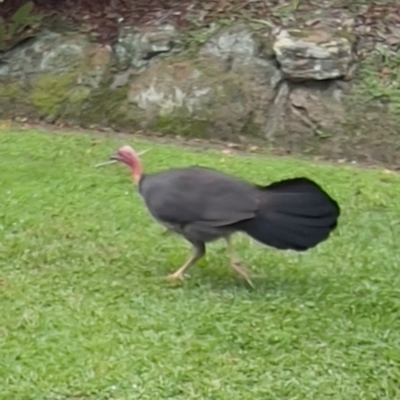 Alectura lathami (Australian Brush-turkey) at Bayview, NSW - 3 Apr 2024 by JimL