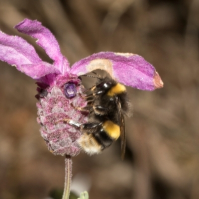 Unidentified Bee (Hymenoptera, Apiformes) at Queenstown, TAS - 15 Feb 2024 by AlisonMilton