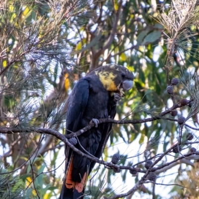 Calyptorhynchus lathami (Glossy Black-Cockatoo) at Wingello - 26 Mar 2024 by Aussiegall