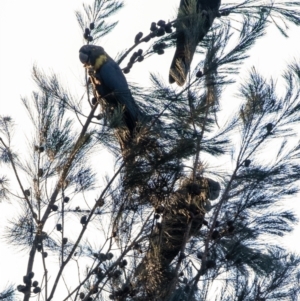Calyptorhynchus lathami (Glossy Black-Cockatoo) at Wingecarribee Local Government Area by Aussiegall