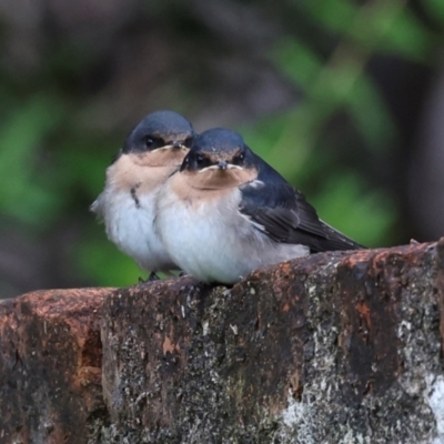 Hirundo neoxena (Welcome Swallow) at Southwest, TAS - 14 Feb 2024 by AlisonMilton