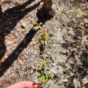 Pomaderris subcapitata at Lower Cotter Catchment - 3 Apr 2024 02:16 PM