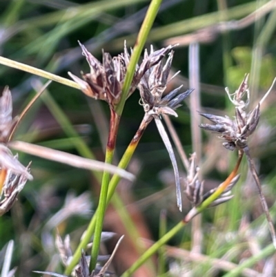 Schoenus apogon (Common Bog Sedge) at Namadgi National Park - 3 Apr 2024 by JaneR