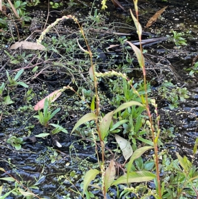 Persicaria hydropiper (Water Pepper) at Namadgi National Park - 3 Apr 2024 by JaneR