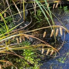 Carex fascicularis at Namadgi National Park - 3 Apr 2024