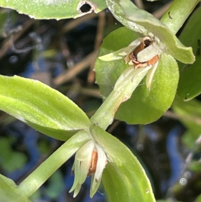 Gratiola peruviana (Australian Brooklime) at Namadgi National Park - 3 Apr 2024 by JaneR