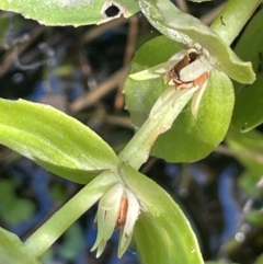 Gratiola peruviana (Australian Brooklime) at Namadgi National Park - 3 Apr 2024 by JaneR