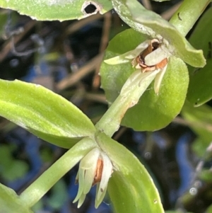 Gratiola peruviana (Australian Brooklime) at Tharwa, ACT by JaneR