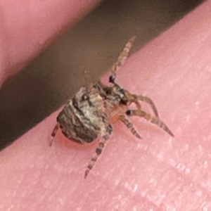 Dolophones sp. (genus) at Russell, ACT - 3 Apr 2024