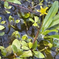 Ranunculus amphitrichus (Small River Buttercup) at Namadgi National Park - 3 Apr 2024 by JaneR