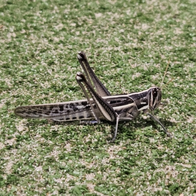 Austracris guttulosa (Spur-throated Locust) at Braidwood, NSW - 3 Apr 2024 by MatthewFrawley