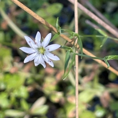 Stellaria angustifolia (Swamp Starwort) at Tharwa, ACT - 3 Apr 2024 by JaneR