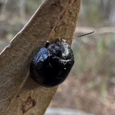 Paropsisterna cloelia at Campbell, ACT - 30 Mar 2024 by Pirom