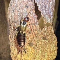 Forficula auricularia (European Earwig) at Tennent, ACT - 25 Mar 2024 by Pirom