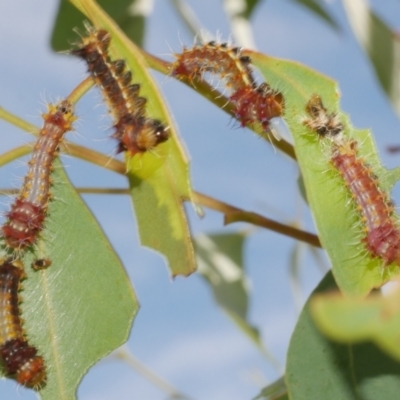 Opodiphthera eucalypti (Emperor Gum Moth) at Freshwater Creek, VIC - 19 Feb 2024 by WendyEM