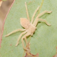 Sparassidae (family) (A Huntsman Spider) at Freshwater Creek, VIC - 19 Feb 2024 by WendyEM