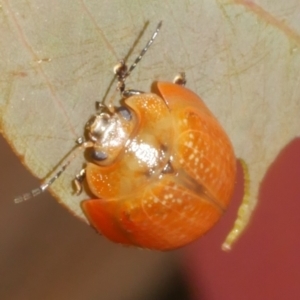 Paropsisterna cloelia at suppressed by WendyEM