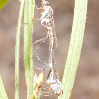 Diptera (order) at Freshwater Creek, VIC - 19 Feb 2024 by WendyEM
