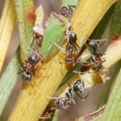 Unidentified Ant (Hymenoptera, Formicidae) at Freshwater Creek, VIC - 19 Feb 2024 by WendyEM