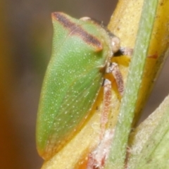 Sextius virescens (Acacia horned treehopper) at Freshwater Creek, VIC - 19 Feb 2024 by WendyEM