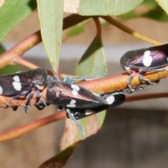 Eurymela distincta (Gumtree leafhopper) at Freshwater Creek, VIC - 19 Feb 2024 by WendyEM