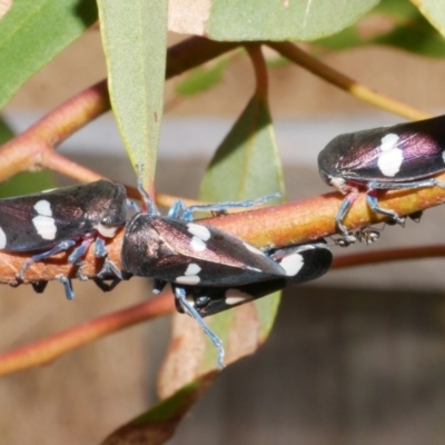 Eurymela fenestrata (Gum tree leafhopper) at Freshwater Creek, VIC - 19 Feb 2024 by WendyEM