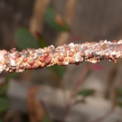 Eriococcus coriaceus at Freshwater Creek, VIC - 19 Feb 2024 by WendyEM