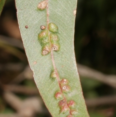 Unidentified Unidentified Insect Gall at Freshwater Creek, VIC - 19 Feb 2024 by WendyEM