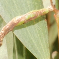 Unidentified Unidentified Insect Gall at Freshwater Creek, VIC - 19 Feb 2024 by WendyEM