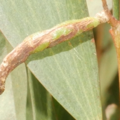 Unidentified Unidentified Insect Gall at Freshwater Creek, VIC - 19 Feb 2024 by WendyEM