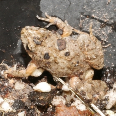 Unidentified Frog at Freshwater Creek, VIC - 19 Feb 2024 by WendyEM