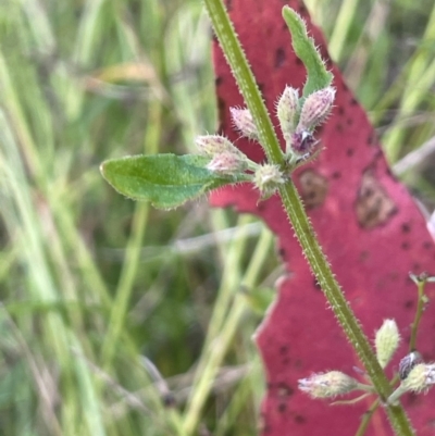 Mentha diemenica (Wild Mint, Slender Mint) at Tharwa, ACT - 3 Apr 2024 by JaneR